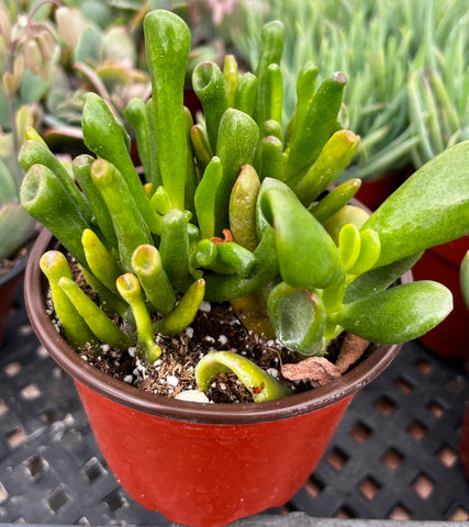 crassula ovata gollum - jade plant Gollum Jade
