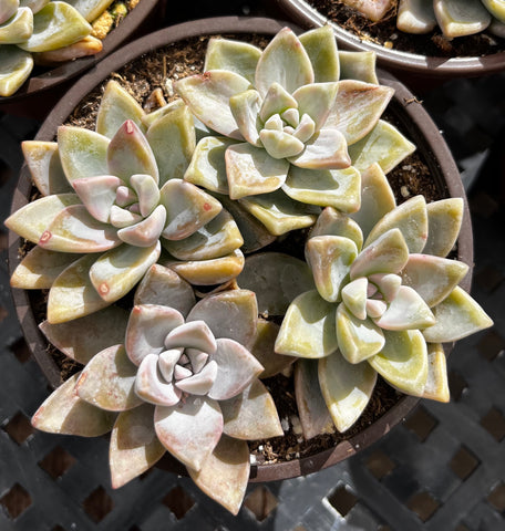 ghosty succulent Buy Graptosedum Ghosty