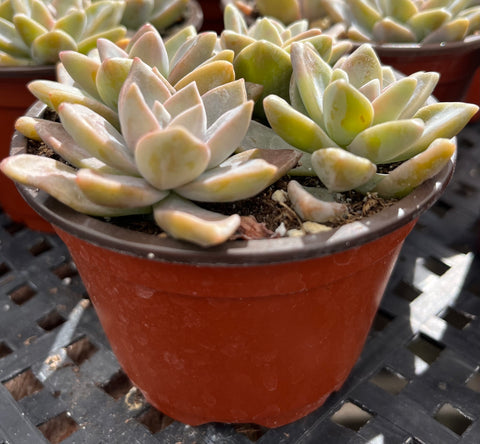 ghosty succulent Buy Graptosedum Ghosty