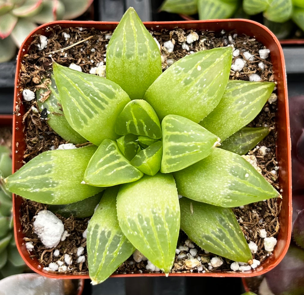 star plant succulent Haworthia Star Window