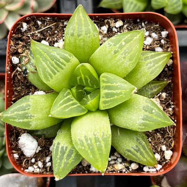 haworthia window succulent Haworthia Star Window