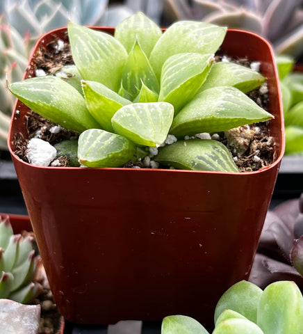friday the 13th succulent Haworthia Star Window