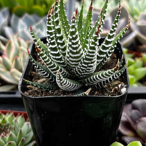 succulent plants zebra Buy Haworthia Zebra