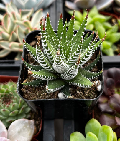 haworthia rare succulents Haworthia Zebra/ Best Beginner Succulent