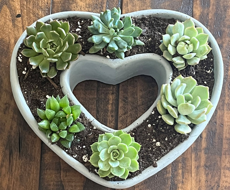 Heart Shaped Succulent Pot