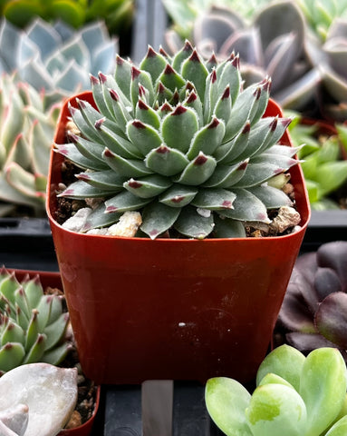 are hen and chick succulents edible Hens and Chicks