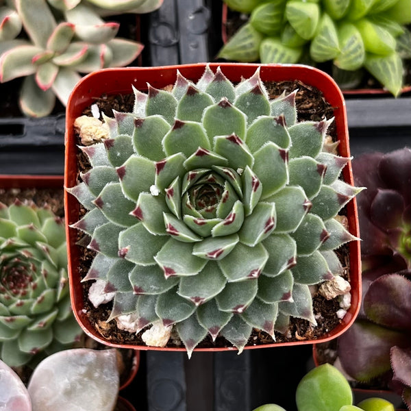 chicken and egg succulent Hens and Chicks