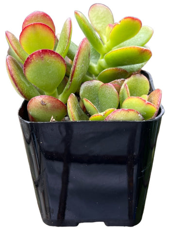 unhealthy jade plant Buy Crassula Hummel's Sunset