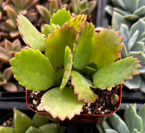 thousand plant succulent Mother of Thousands
