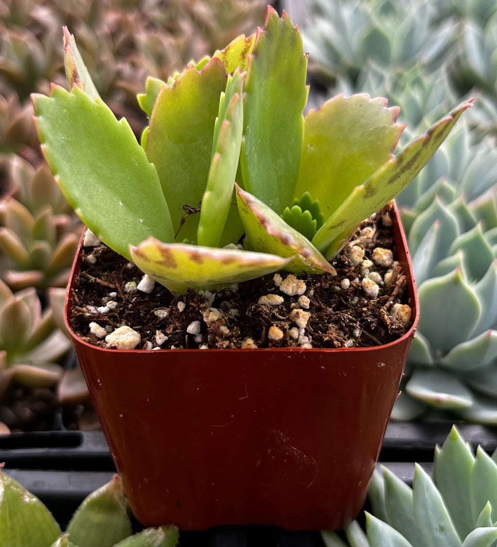 thousand succulent Mother of Thousands