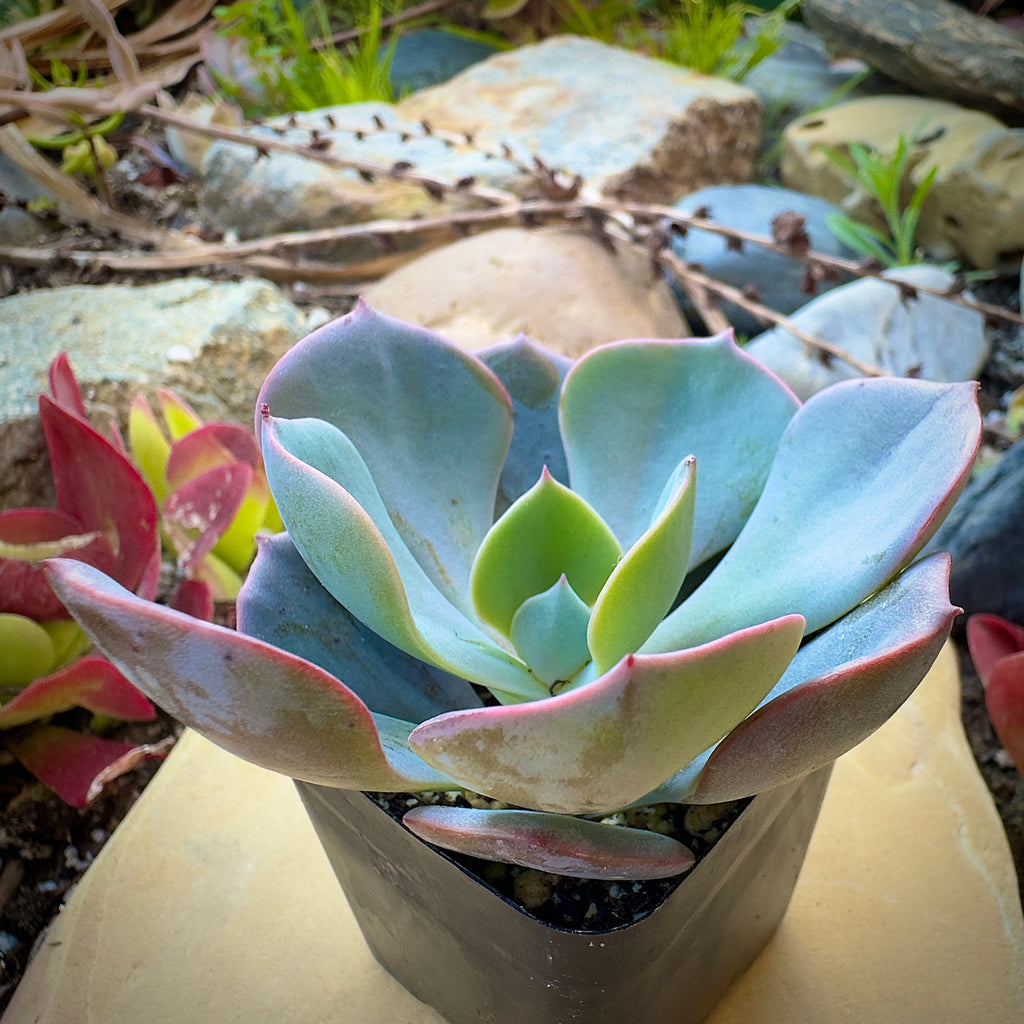 succulent dusty rose Buy Echeveria Dusty Rose
