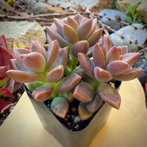 alpenglow succulent care Graptosedum Alpenglow
