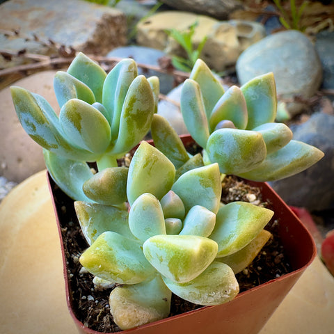 ramsey succulents Graptosedum Ghosty