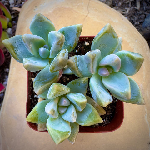 grapto succulent Buy Graptosedum Ghosty