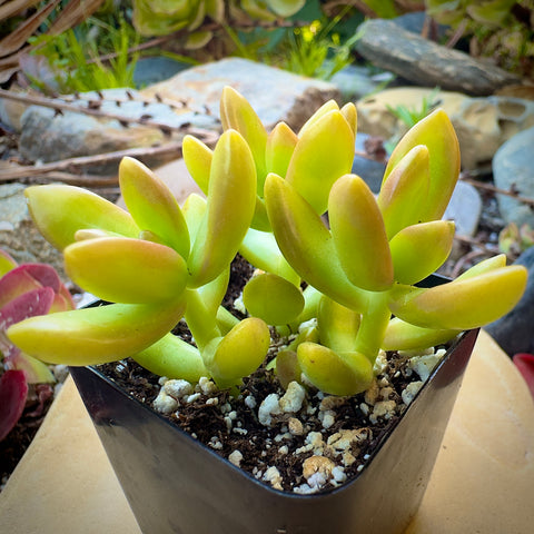 coppertone succulent Sedum Coppertone