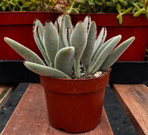 panda claw succulent Buy Panda Plant Kalanchoe