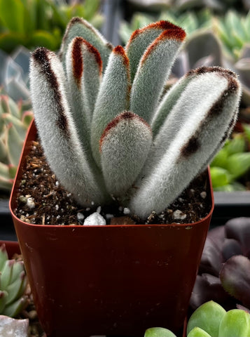 kalanchoe plant succulents Buy Panda Plant Kalanchoe