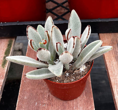 snow panda succulent Panda Plant Kalanchoe