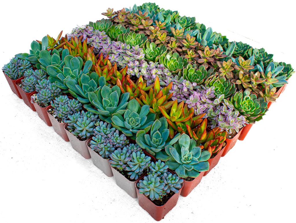 Wholesale Succulent Plants