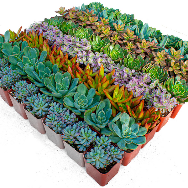 Buy Succulents Online | Ramsey Succulents