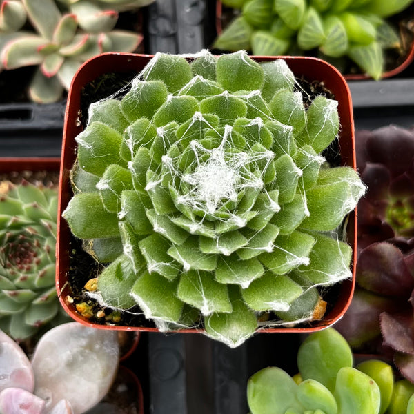 is sempervivum a succulent Sempervivum Cob Web