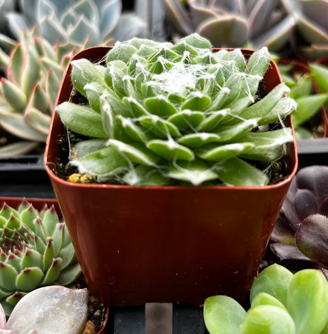 webs on succulents Sempervivum Cob Web