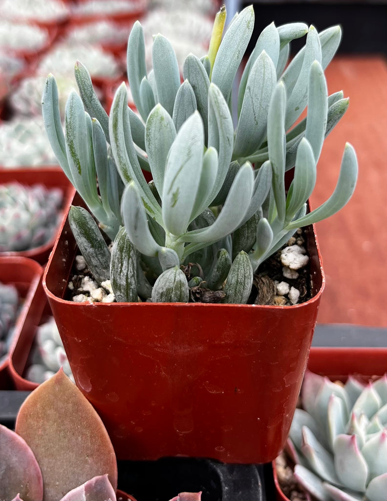 blue chalk sticks succulent flower Senecio Blue Chalk Sticks