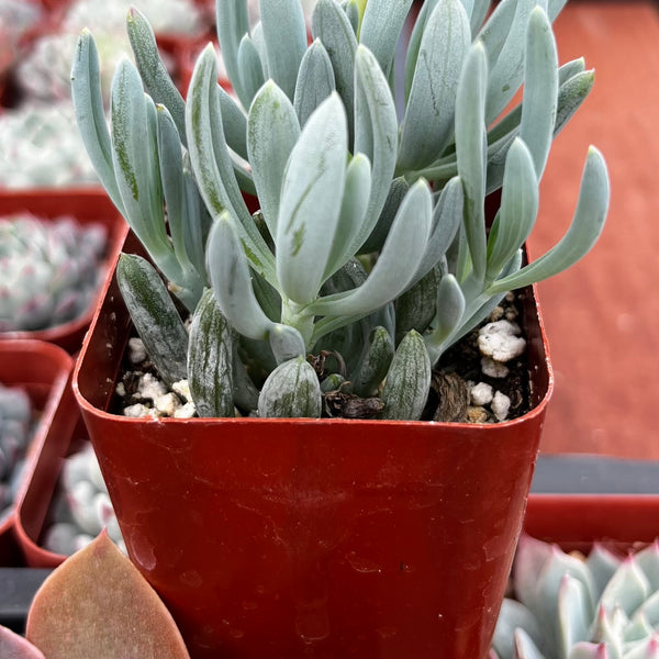 chalk succulents Senecio Blue Chalk Sticks