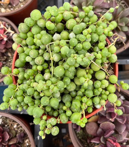 succulent pearl plant String of Pearls
