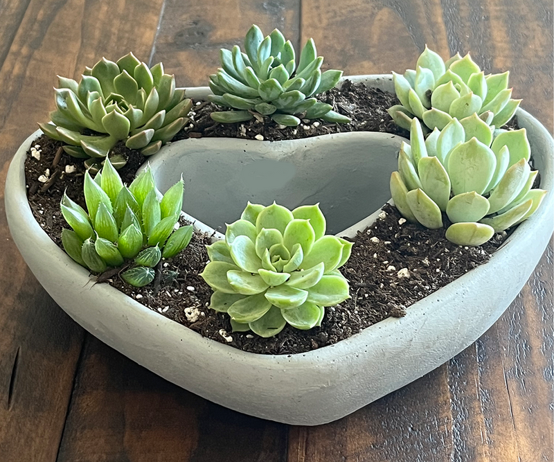 Heart Shaped Succulent Pot