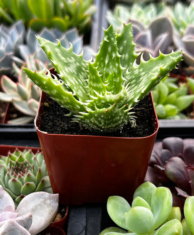 tiger succulent Tiger Tooth Aloe