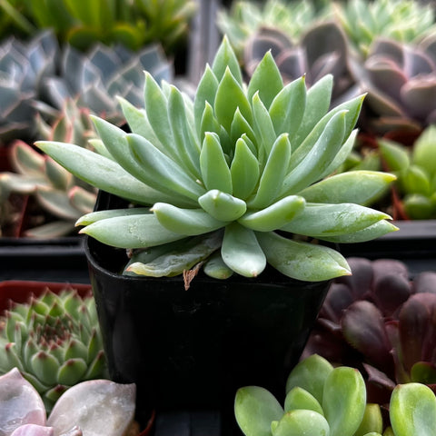 crested senecio vitalis succulent Buy Senecio Vitalis Blue Chalk Fingers