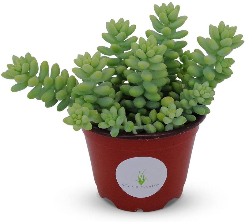 Sedum Donkey's Tail