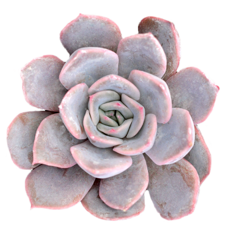 Echeveria Orion