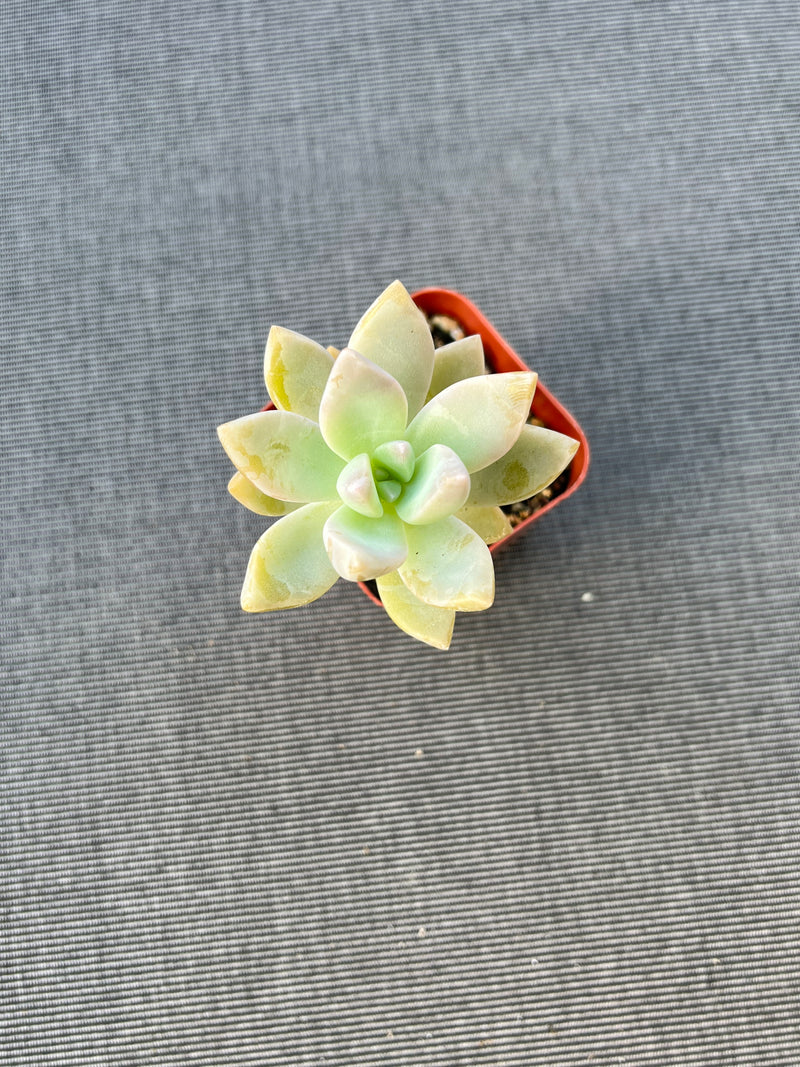 Graptosedum Ghosty