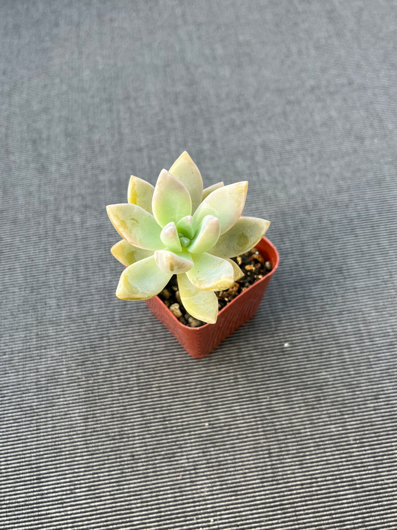 Graptosedum Ghosty