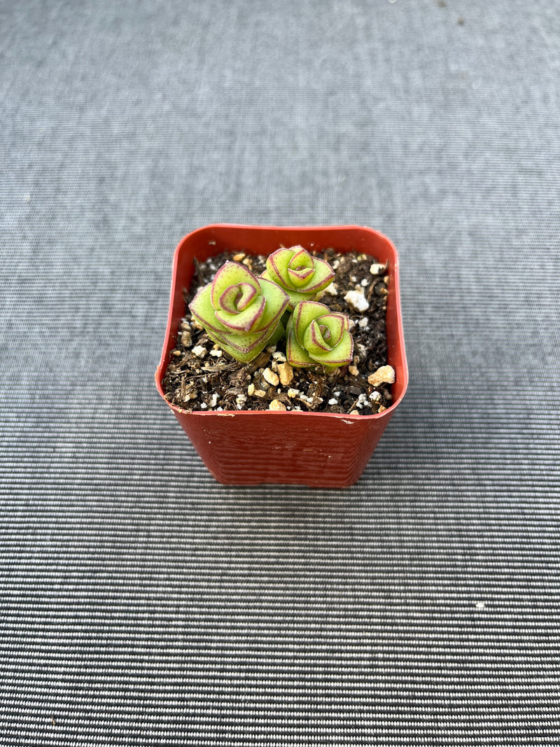 2 inch Live Rare Succulent Plant, Crassula cv. ?Jade Necklace? Fully Rooted  - Walmart.com