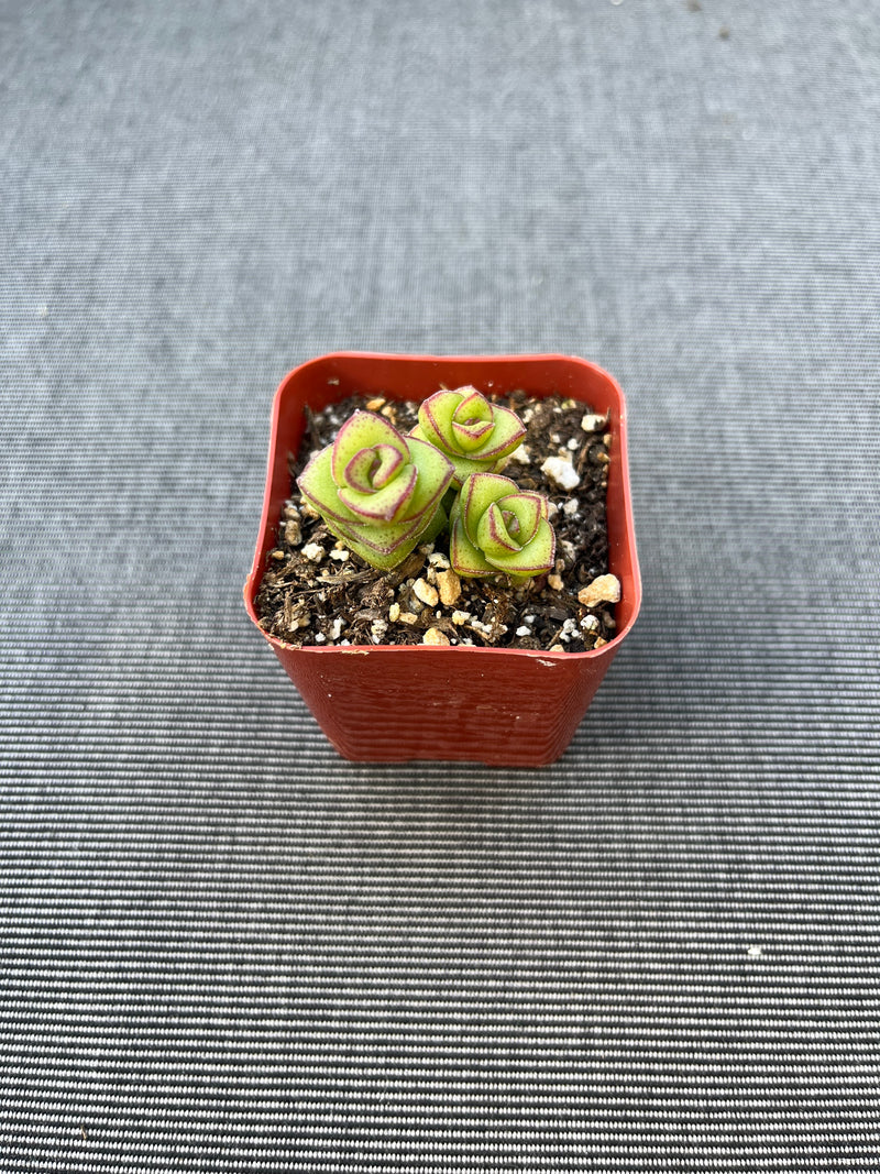 Crassula Baby Necklace