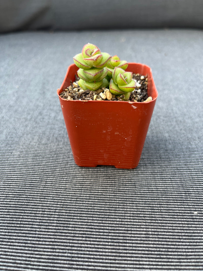 Crassula Baby Necklace