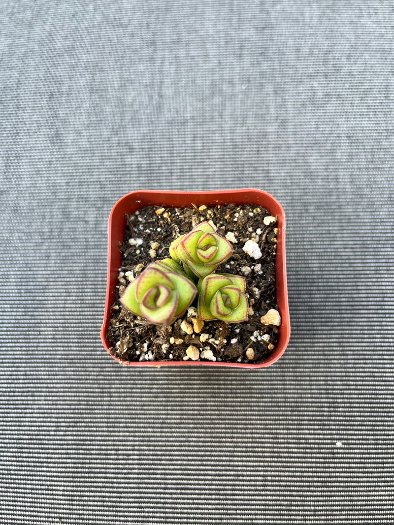 Crassula Baby Necklace