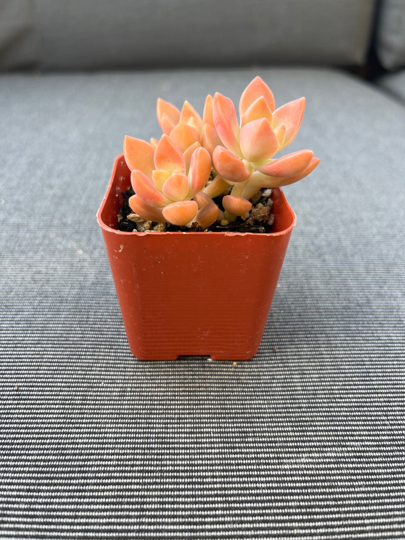 Graptosedum Alpenglow