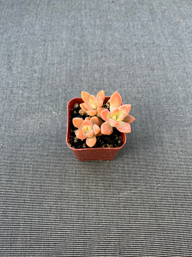 Graptosedum Alpenglow