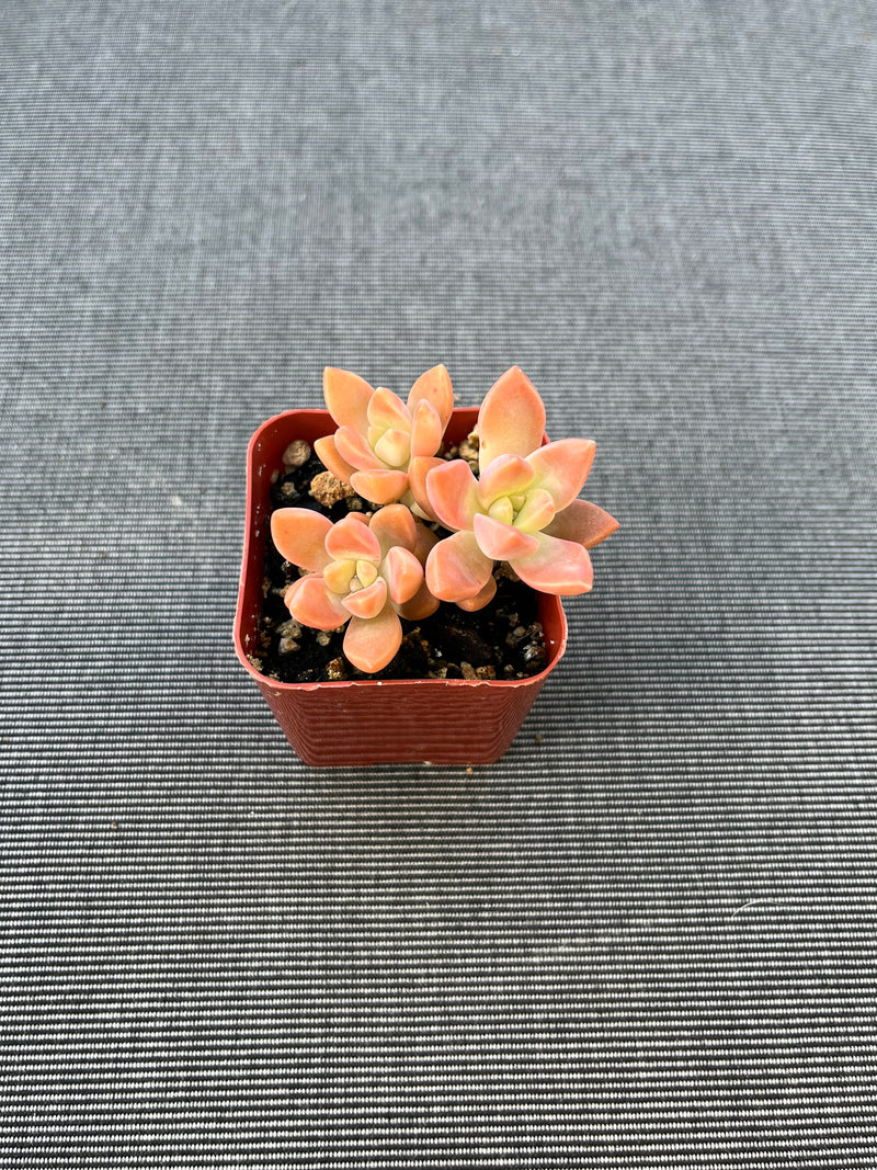 Graptosedum Alpenglow