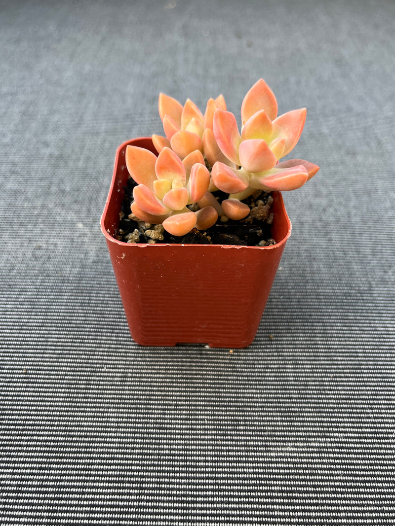 Graptosedum Alpenglow