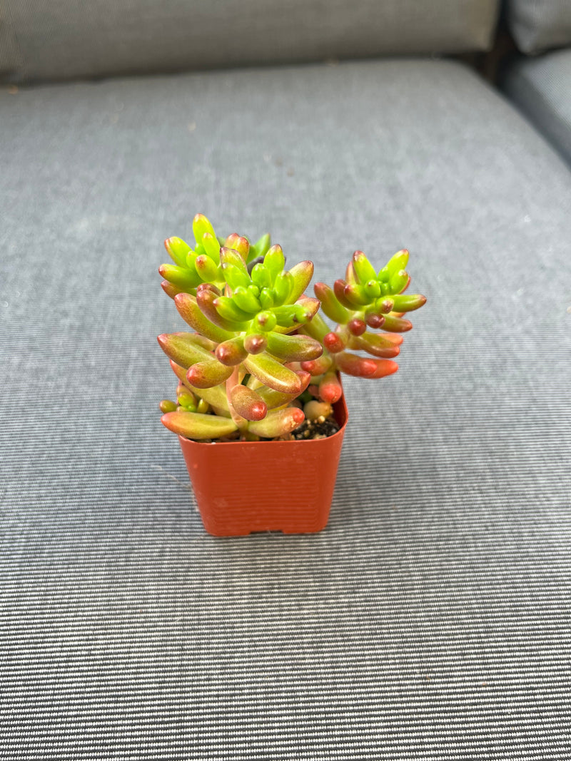 Sedum Jelly Bean