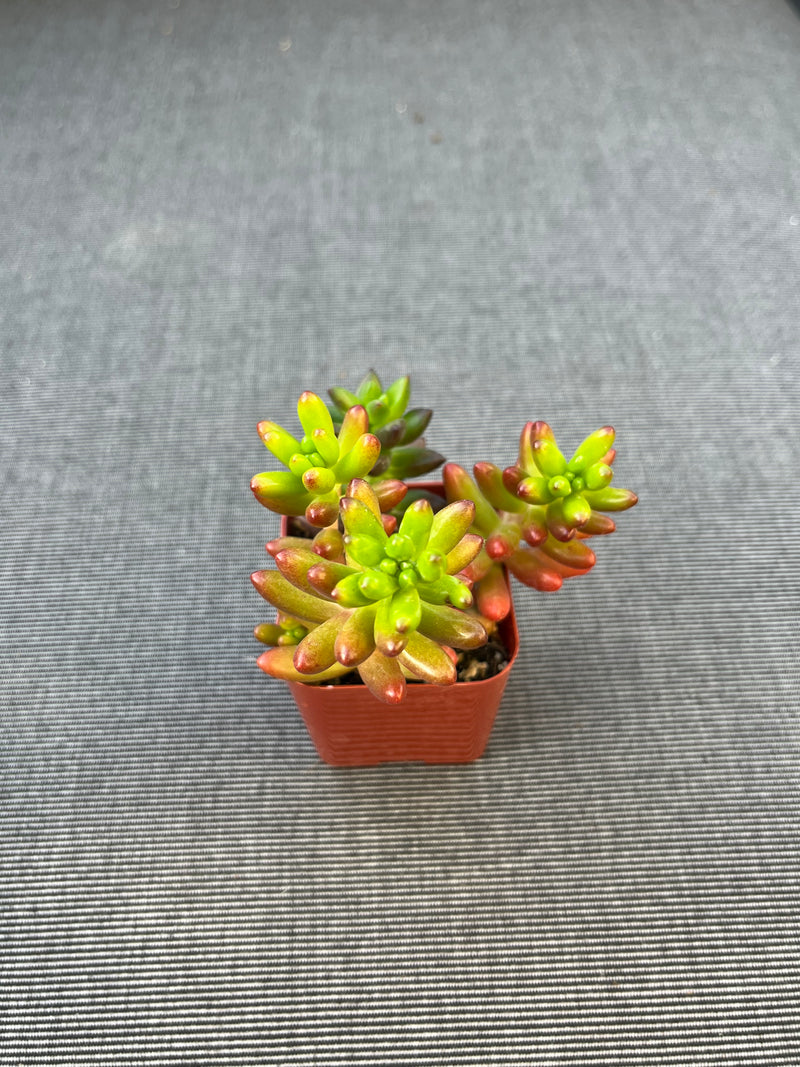 Sedum Jelly Bean