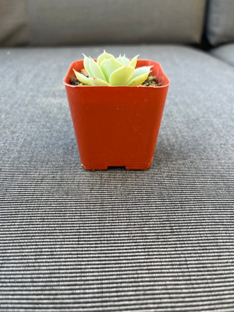 Echeveria Imbricata Blue Rose