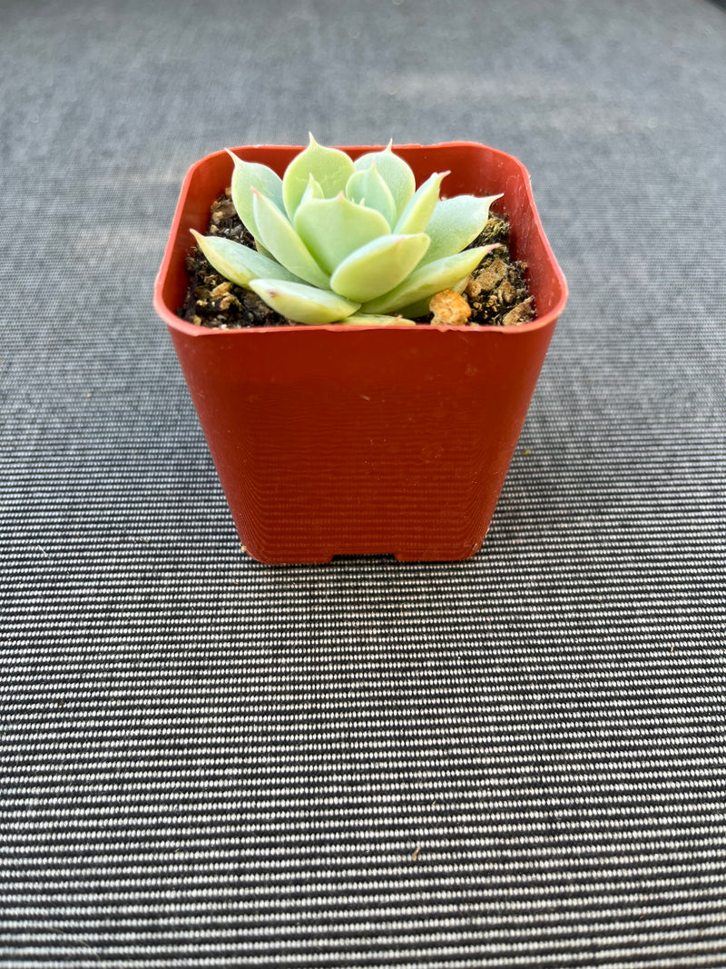 Echeveria Imbricata Blue Rose