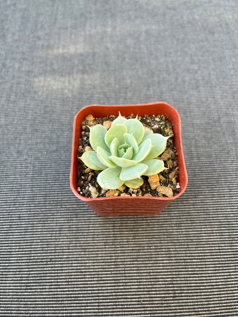 Echeveria Imbricata Blue Rose