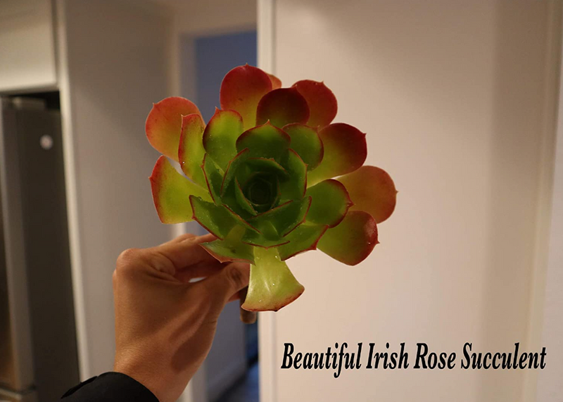 irish rose succulent